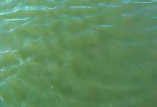 鱼塘水质正常颜色