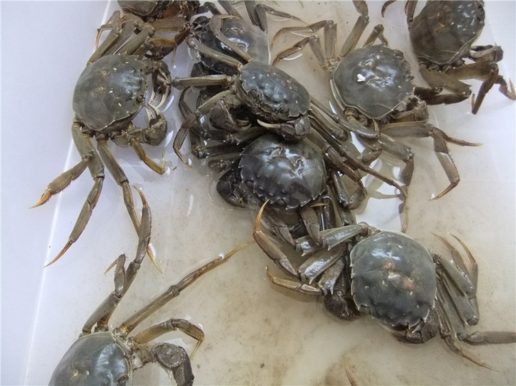 秋季预防河蟹死亡