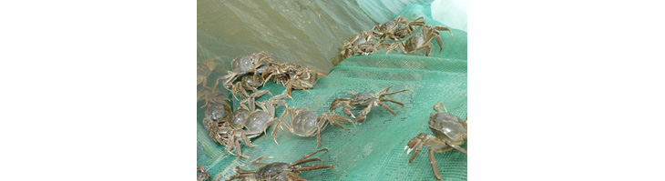 河蟹冬季管理技术