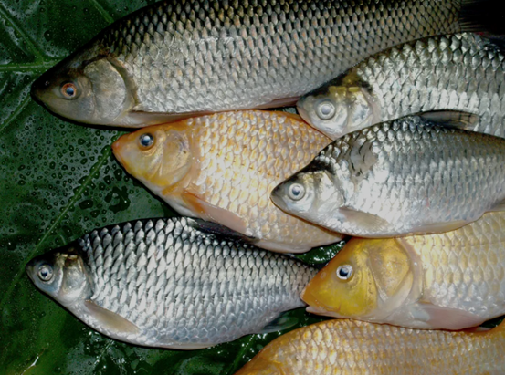 鱼类流行性疾病防治